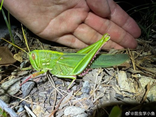 网上股票配资开户 巨型蝗虫被科普博主拍下！约手掌大小，专家：肉质丰满，可做美食